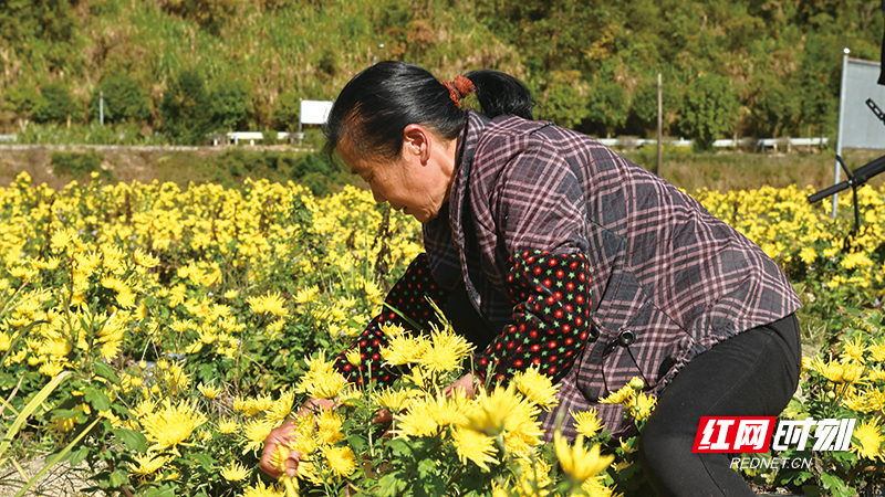 冬日絮語丨瀏陽小河鄉(xiāng)：百畝金絲皇菊開“金”花