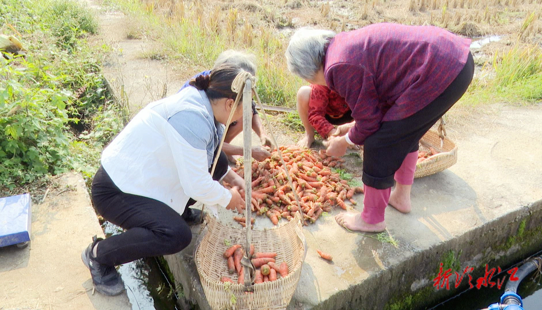 泗元家庭農(nóng)場(chǎng)：全力助農(nóng)助銷(xiāo)  充實(shí)村民“錢(qián)袋子”