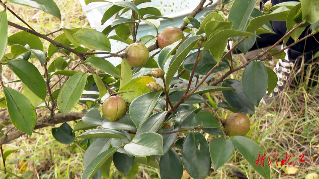 盛源恒豐油茶基地喜獲豐收