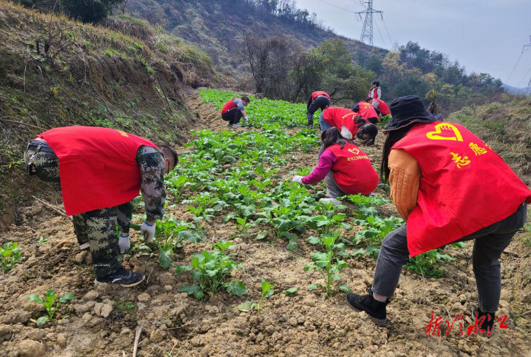 渣渡鎮(zhèn)：助農(nóng)收菜解民憂 農(nóng)戶豐收喜洋洋