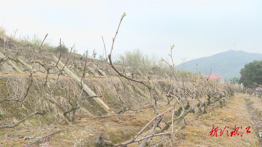 沙塘灣街道毛易村：葡萄地里“搶春”忙