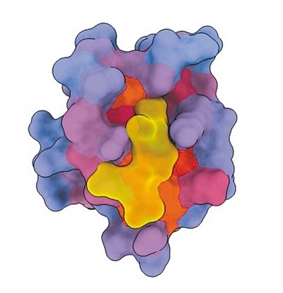 新技術(shù)找到人類蛋白質(zhì)關(guān)鍵變構(gòu)位點