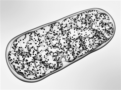 線粒體功能障礙 或誘發(fā)神經(jīng)退行性疾病