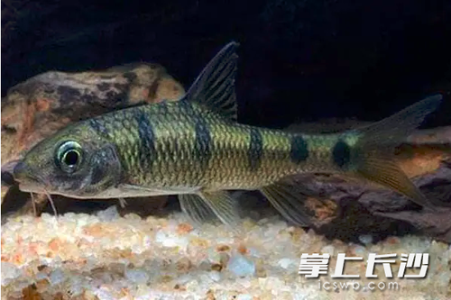 湖南疾控專家提示：食用魚卵要當心，這幾種魚已致多人發病