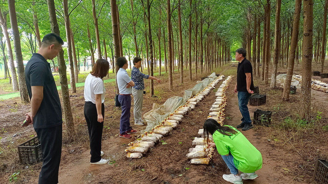 首都高校組織百支團(tuán)隊(duì)奔赴鄉(xiāng)村振興一線