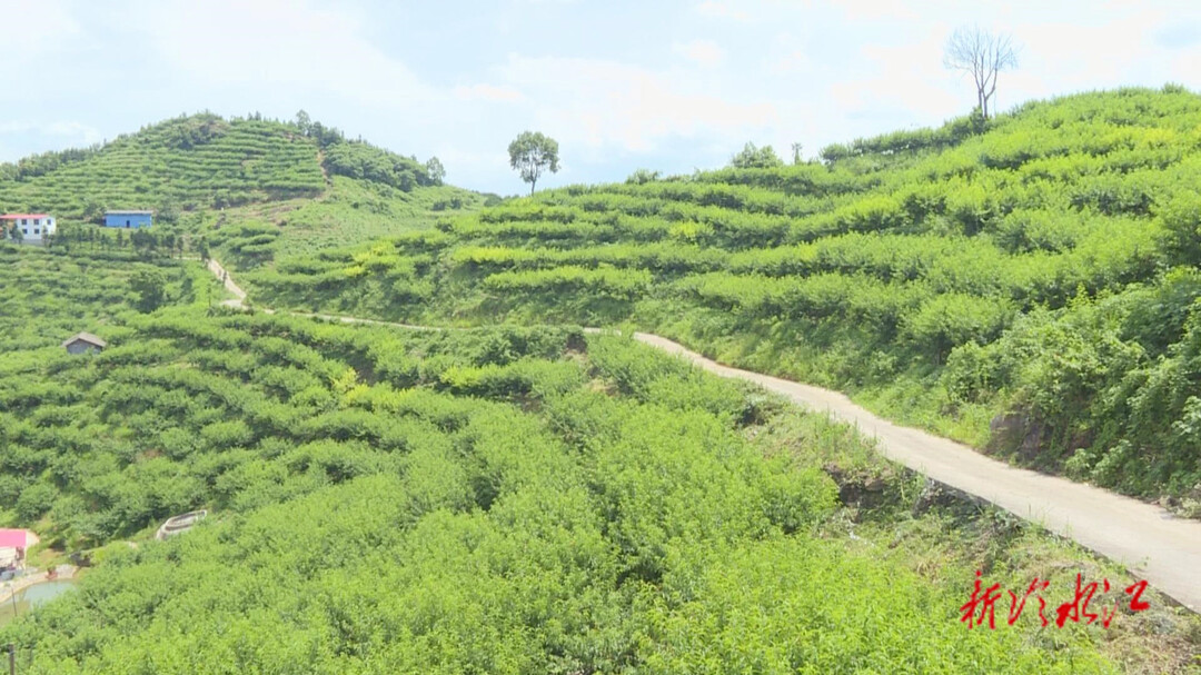 嘗鮮季  冷水江市鐸山鎮(zhèn)巖口村：蜜桃采摘正當(dāng)時(shí)