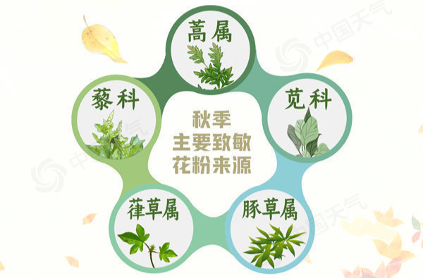 花粉過敏？注意“秋天的第一個(gè)噴嚏”