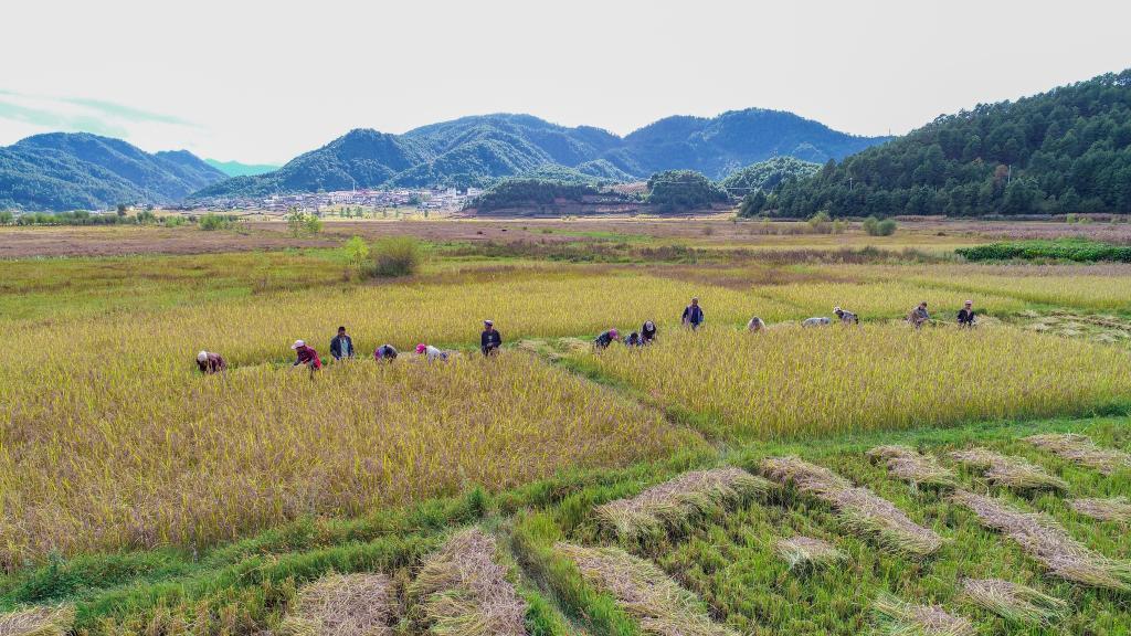 新華全媒+｜黑稻、多年生稻、巨型稻……奇妙水稻知多少？