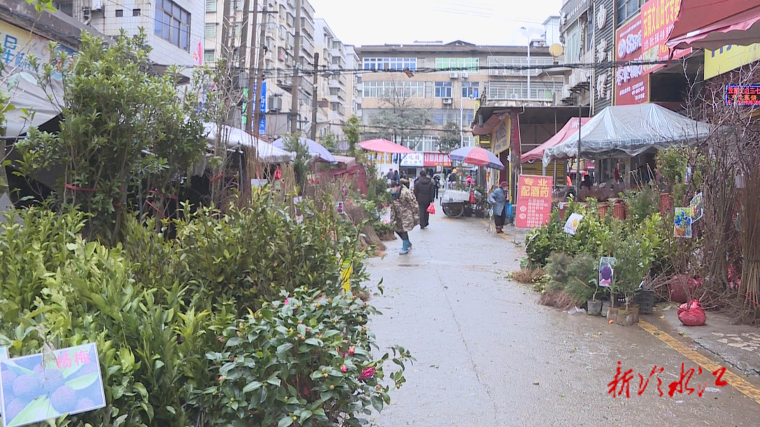 春回大地  苗木市場人氣旺