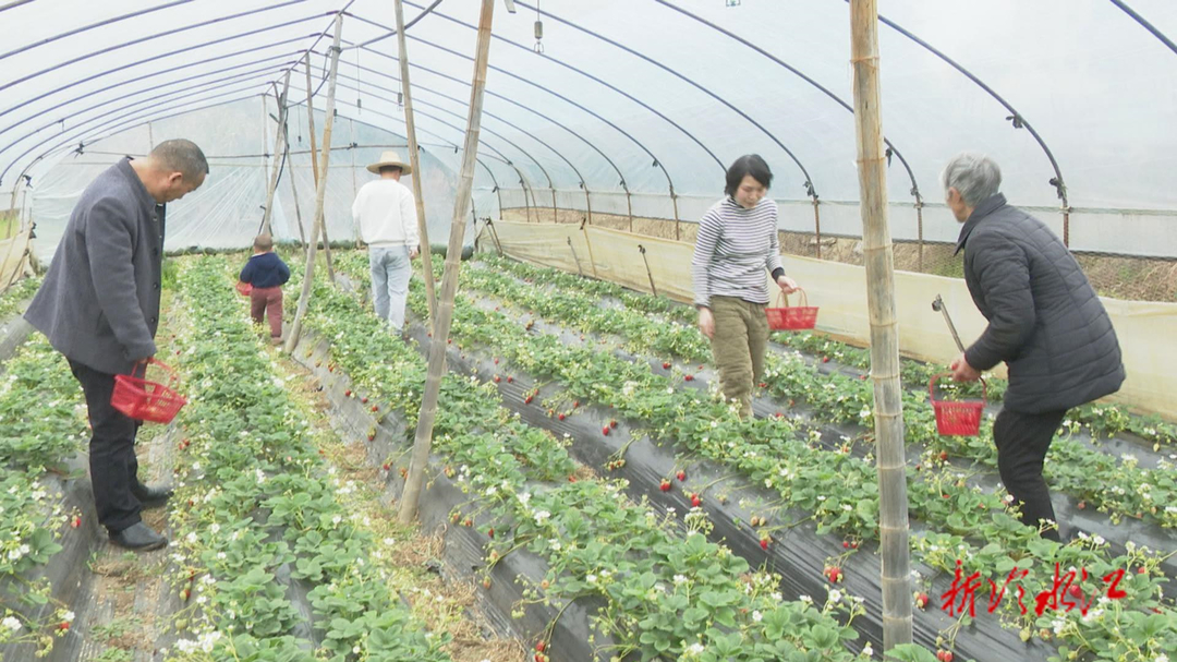 相約“莓”好時(shí)光 | 沙塘灣街道：“限量版”草莓等你來嘗鮮