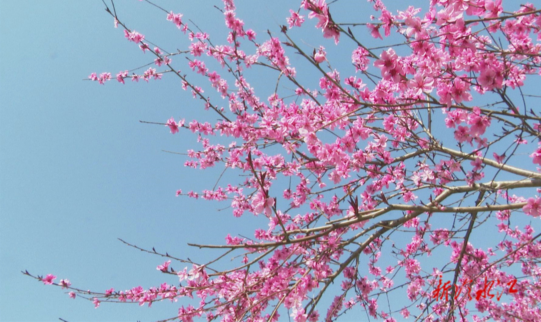 春光明媚  春花爛漫正當時 市民游園賞春光