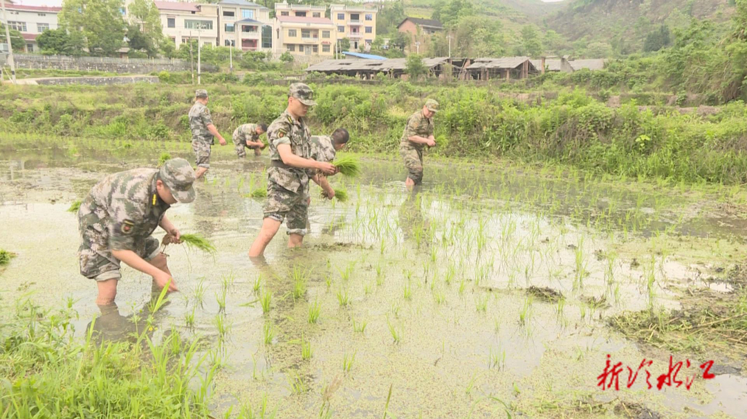 冷水江市人武部：民兵“出彩”  助力春耕