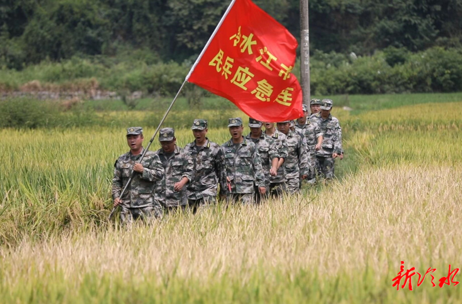 市人武部：稻谷黃好“豐”光 “迷彩綠”助農(nóng)忙