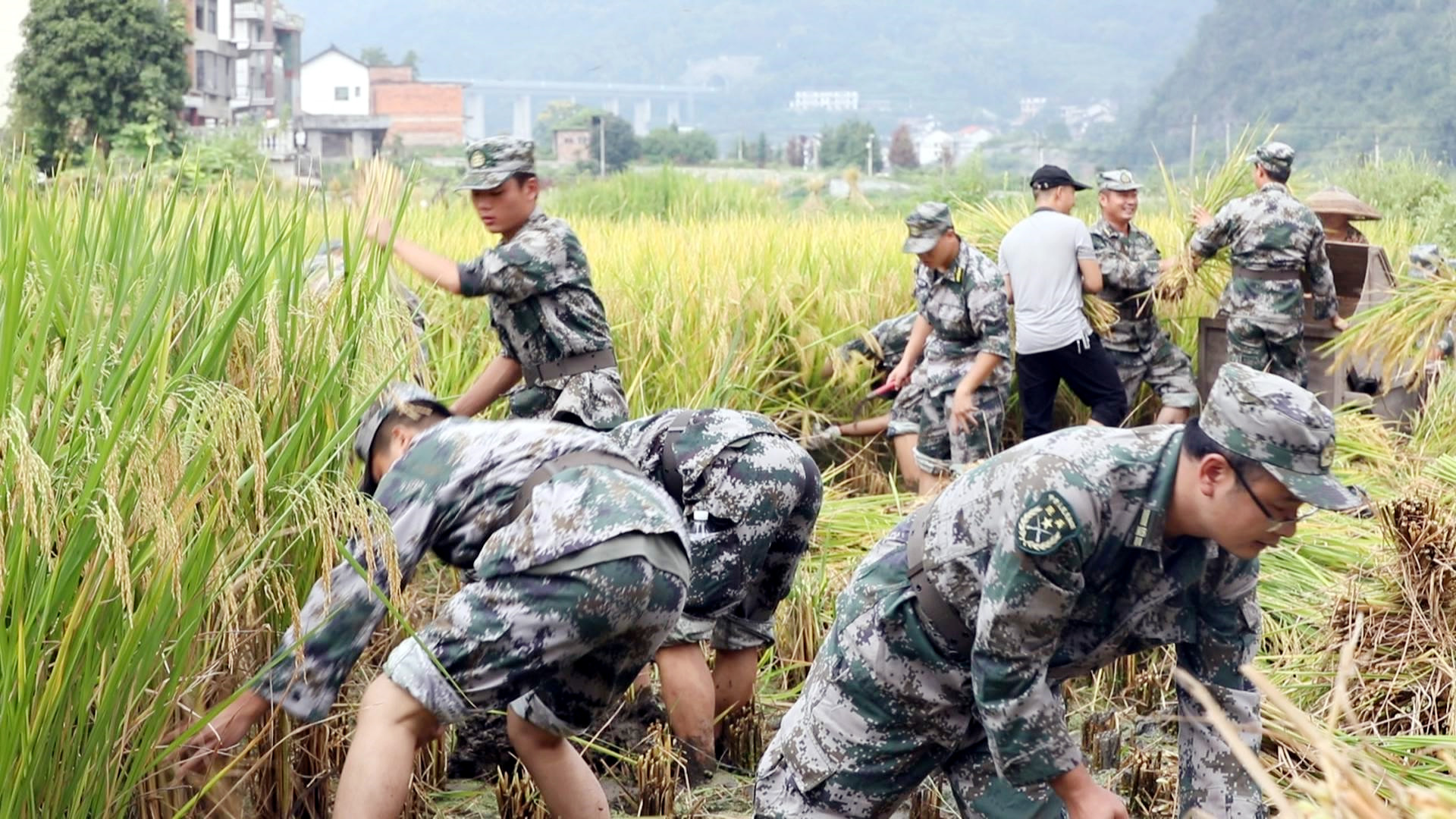 冷水江市人武部：稻谷黃好“豐”光 “迷彩綠”助農忙