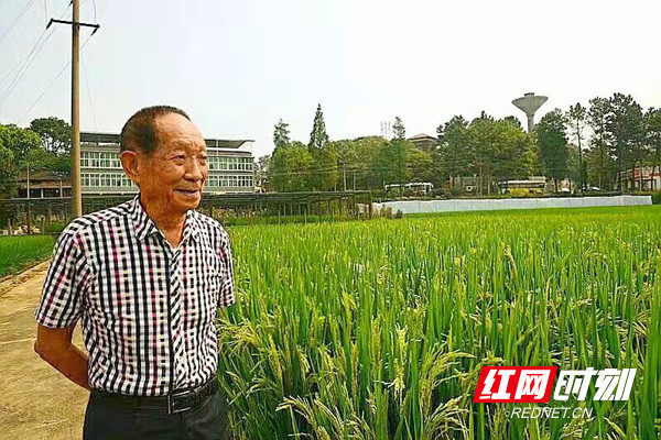 芙蓉國評論丨世界糧食日：做像袁隆平一樣的“好種子”