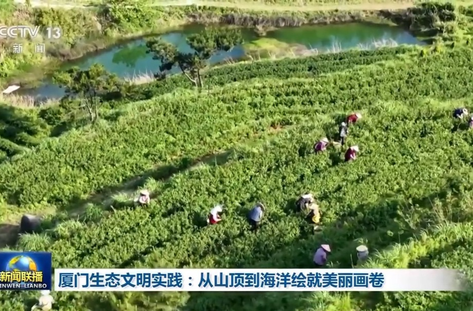 從山頂?shù)胶Ｑ?廈門繪就生態(tài)保護修復(fù)壯麗圖景