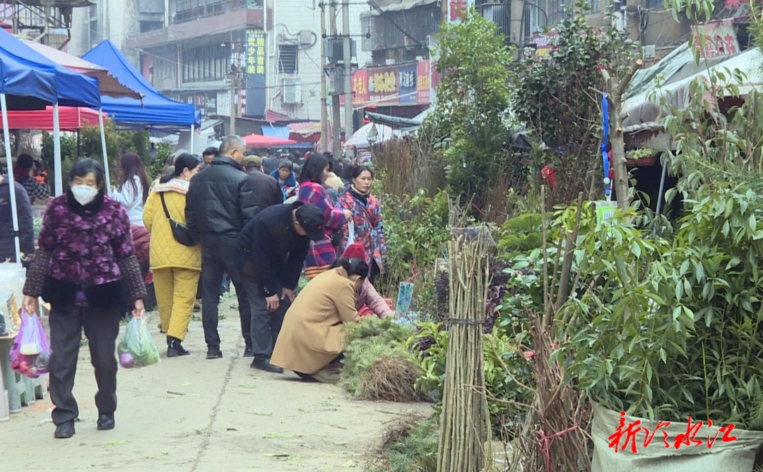 我市各類苗木大量上市  購銷兩旺供應(yīng)充足