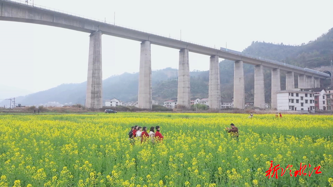 打卡春日美景 | 禾青鎮(zhèn)：油菜花開春意濃