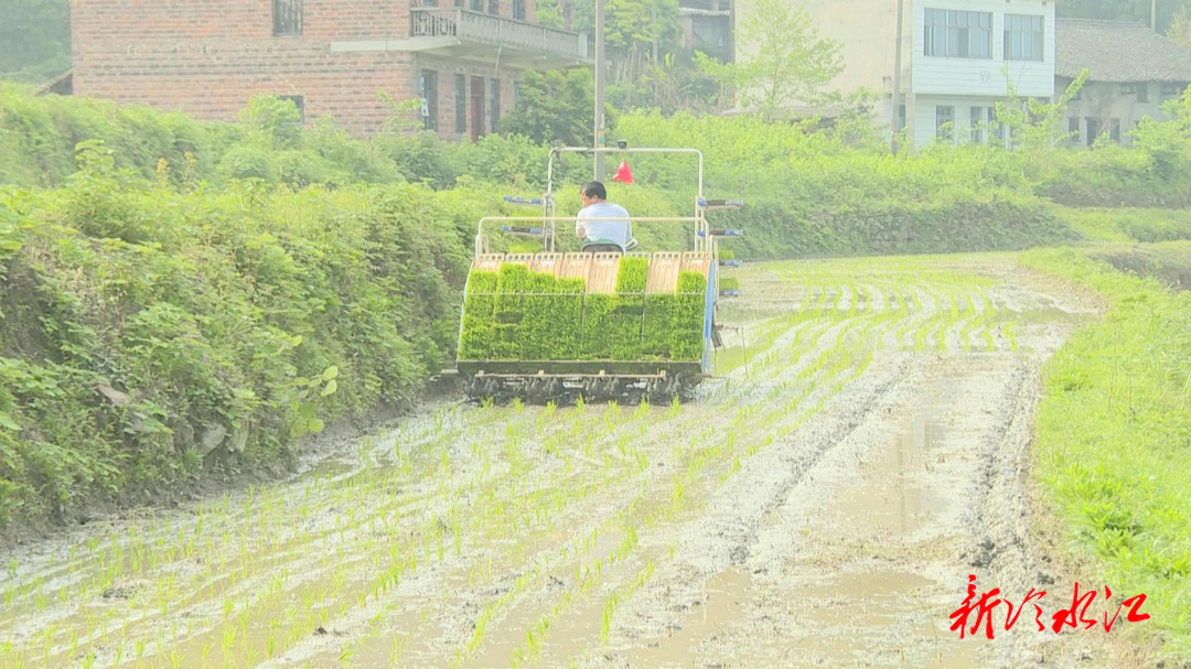 从“新”出发（六） 冷水江市金竹村：水稻种在采空区 绿树爬上荒山坡