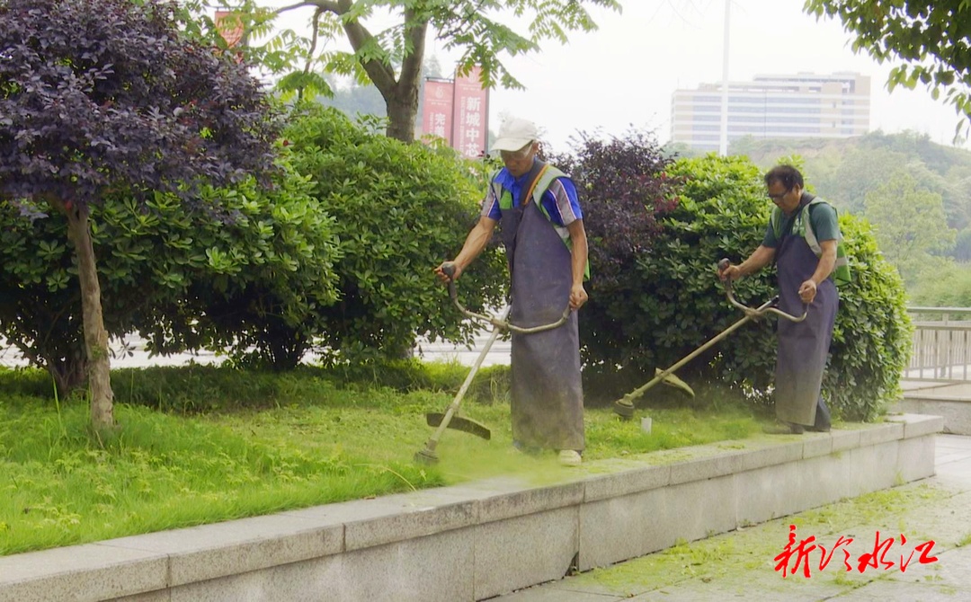 市園林綠化服務中心：修枝除草 為綠化“減負”