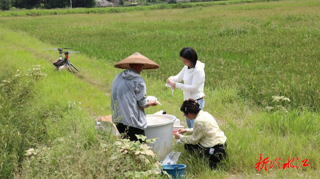 防汛進(jìn)行時(shí) | 早稻如何應(yīng)對(duì)“雨洗禾花”? 農(nóng)業(yè)部門(mén)支招