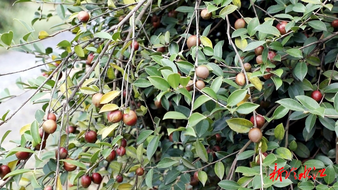 龍盤山：油茶滿枝 鄉(xiāng)村振興活力足