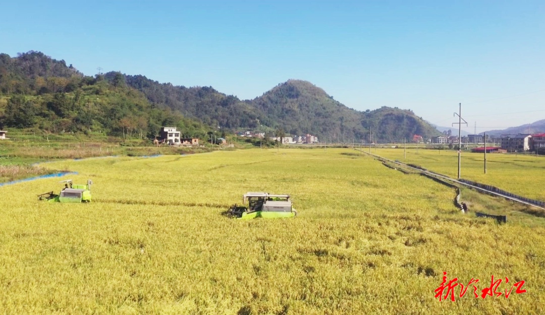 畜農(nóng)視線  三尖鎮(zhèn)3000畝晚稻開鐮  機械化搶收助力稻油輪作