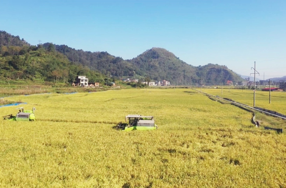 畜農視線 | 冷水江市三尖鎮(zhèn)3000畝晚稻開鐮 機械化搶收助力稻油輪作