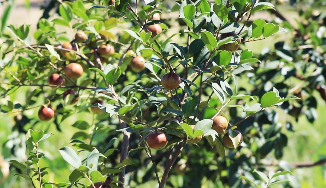 金秋收獲時(shí) 冷水江市1.3萬(wàn)畝油茶喜迎豐收