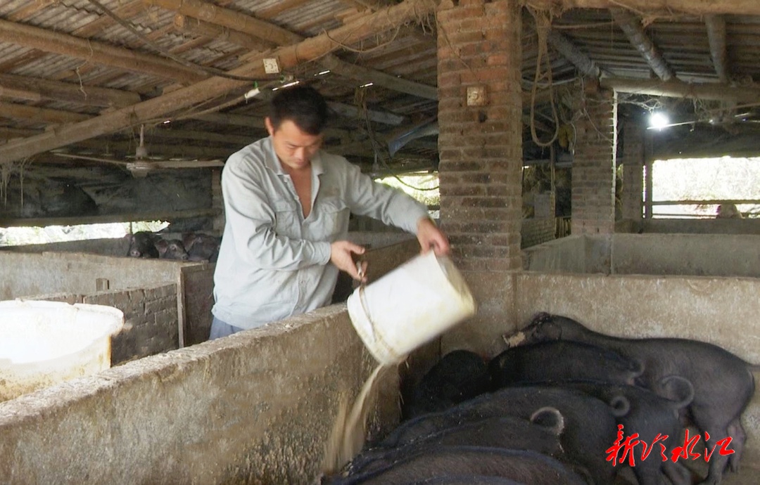 禾青鎮(zhèn)銅鐘村藏香豬滯銷  60多頭生態(tài)豬等你來(lái)買