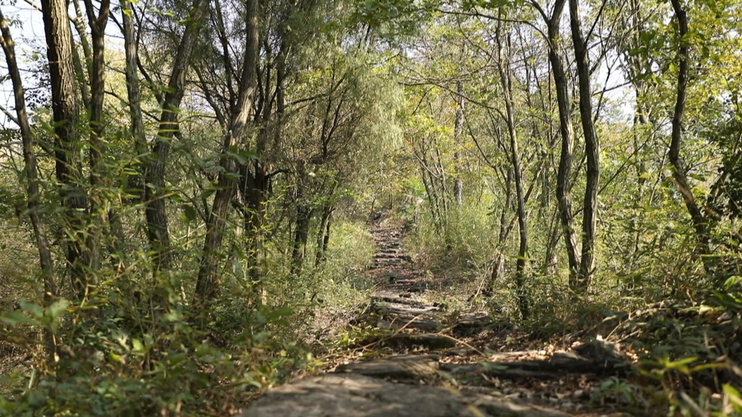 文化中國行·銻都古村行（十）渣渡鎮(zhèn)鐵山村：楊梅古道 遺韻悠長