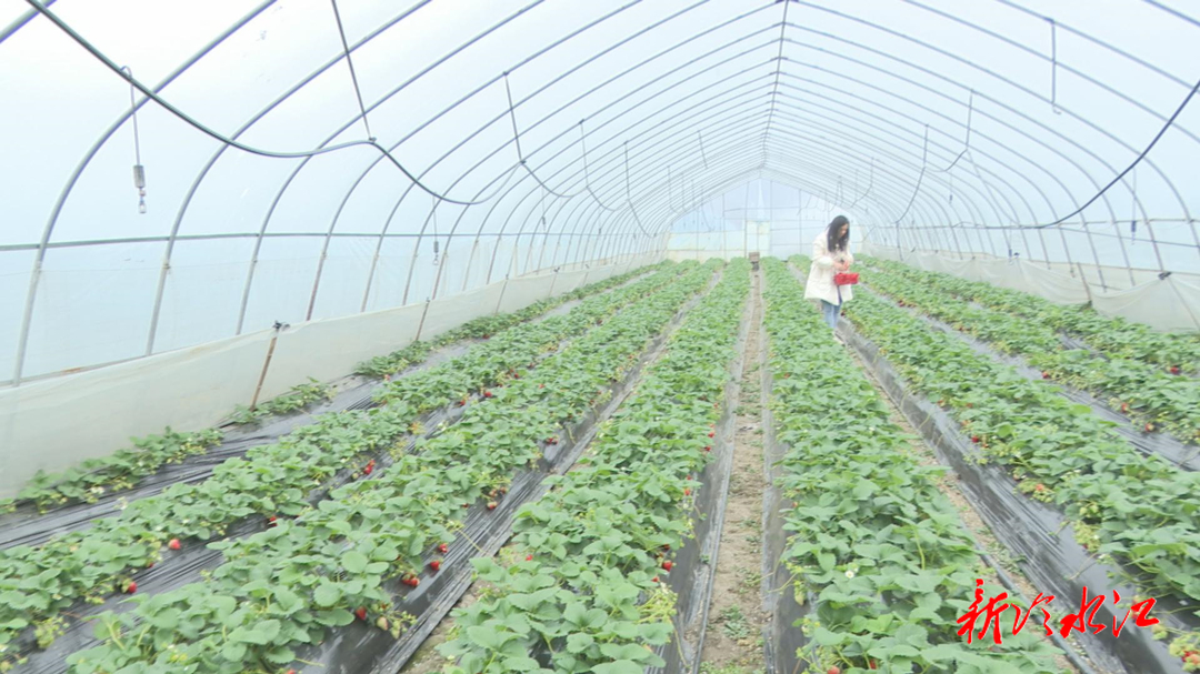 家乡有好物 | 花桥草莓：一口香甜 丰富年关餐桌