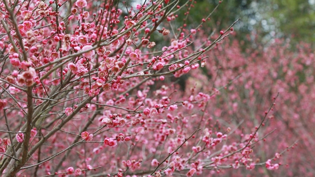 大美锑都 | 优景玫瑰园：30多亩梅花春节前后盛放