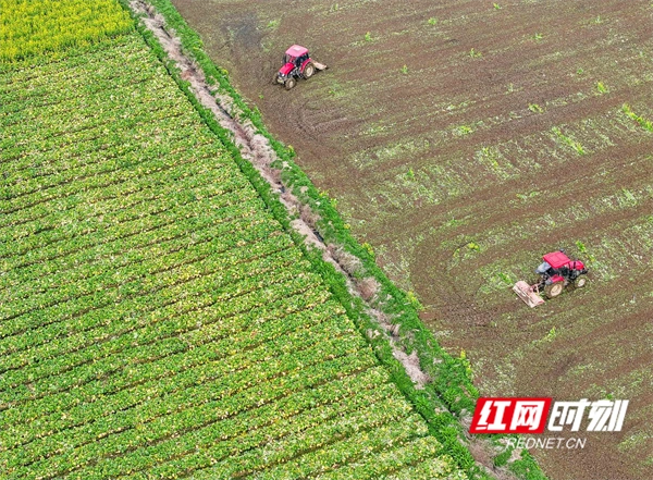 芙蓉国评论丨抓好“三农”不放松，推动高质量发展行稳致远