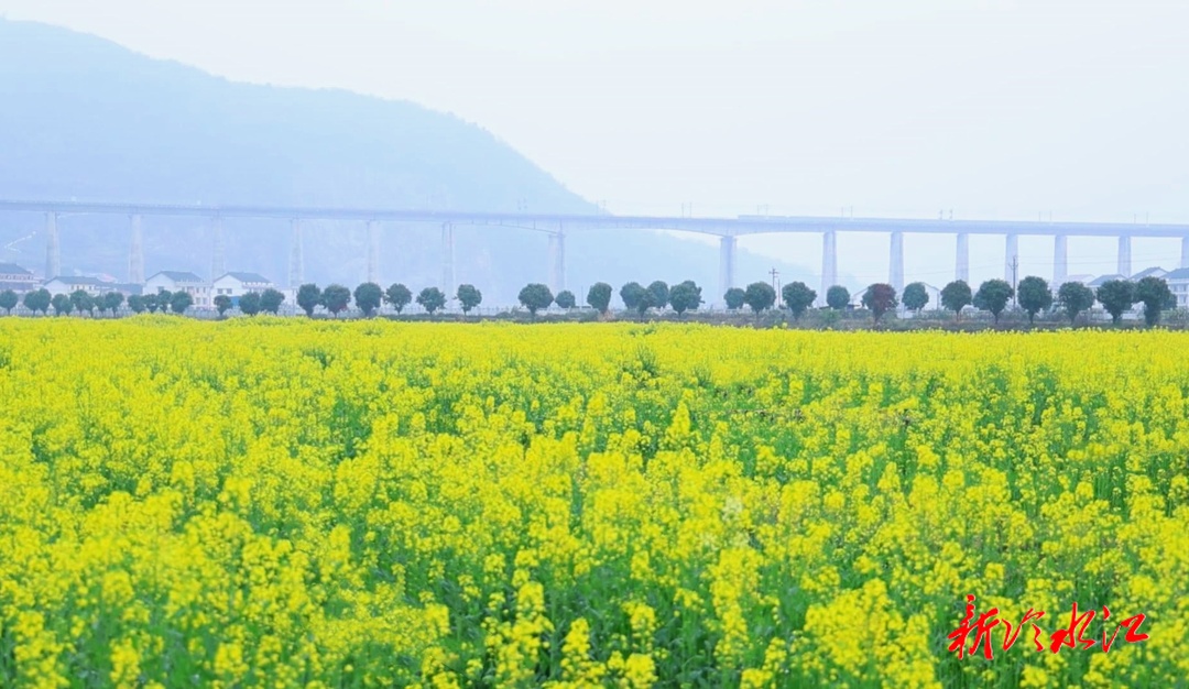 禾青鎮(zhèn)社學里村：七百畝油菜花海等你來打卡