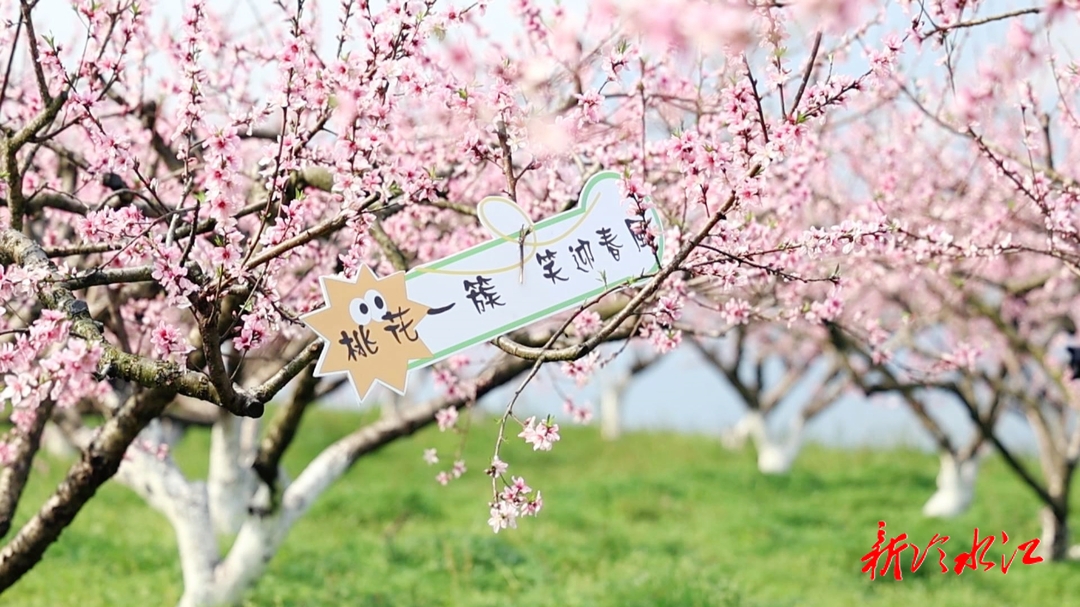 春賞桃花夏品果 三尖鎮光明村迎來最美花季