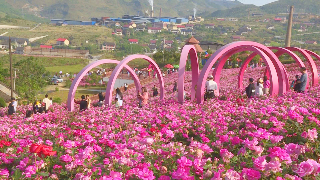 歡度“五一” | 錫礦山：生態(tài)花海成熱門打卡地
