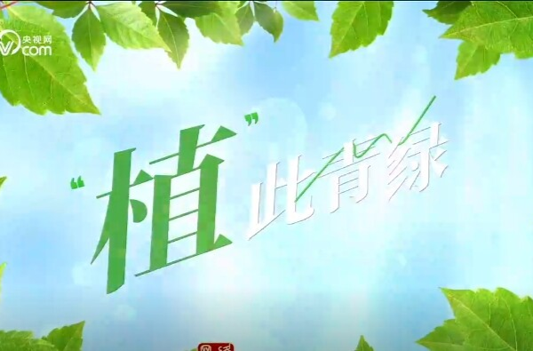 美麗中國(guó)我先行｜“植”此青綠