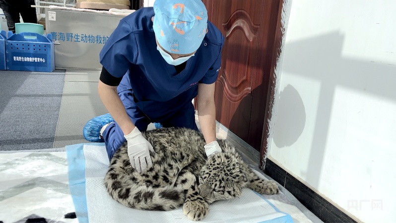 【牢記囑托·看見美好中國】讓高原生態(tài)永葆美麗底色