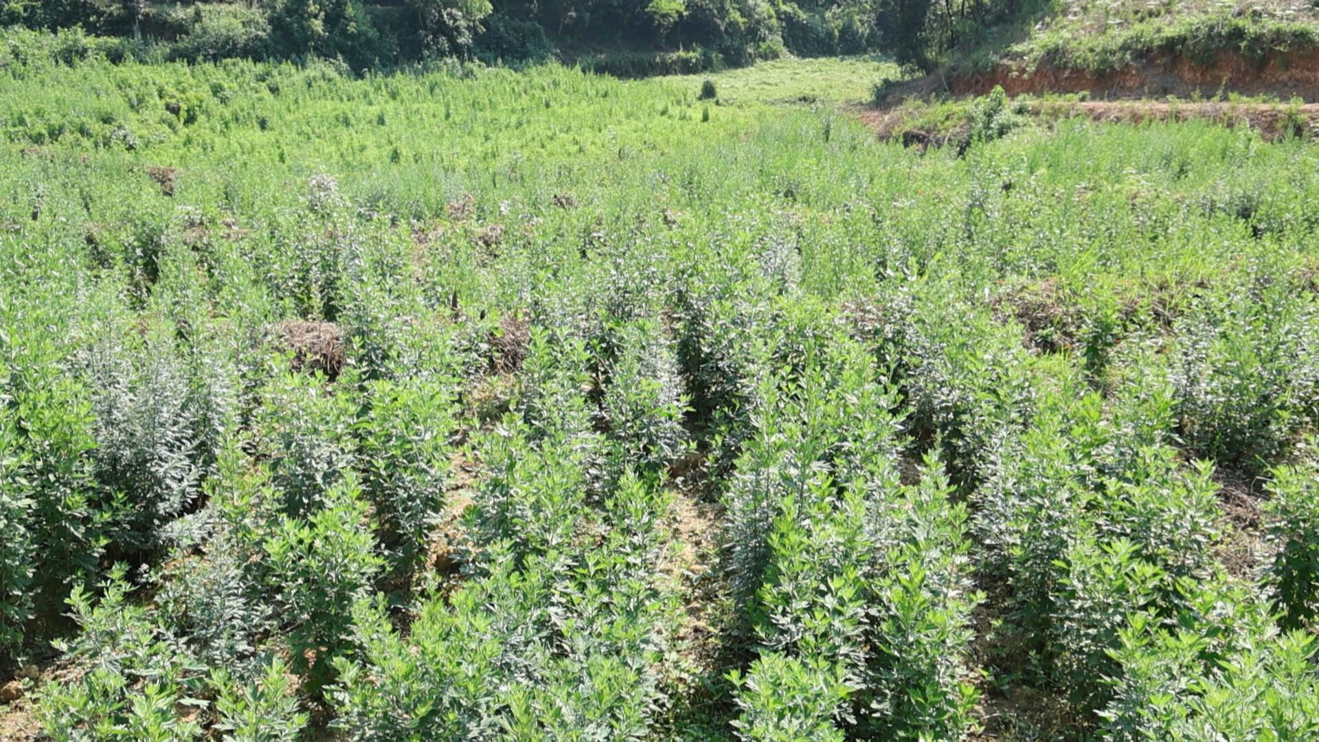 金竹山鎮(zhèn)當正村：荒地生“金艾” 產(chǎn)業(yè)鏈上謀振興
