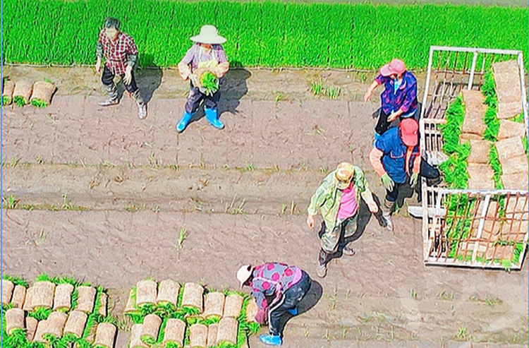 看圖學習丨“三夏”時節豐收忙 總書記強調糧食生產年年要抓緊