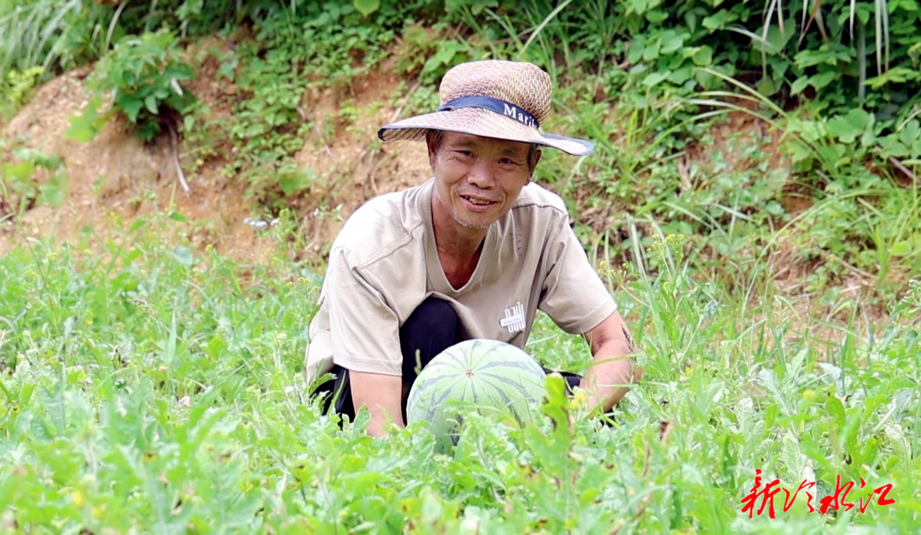 瓜果飄香 | 潘橋村“躲貓貓”西瓜熟了！甜過初戀的滋味
