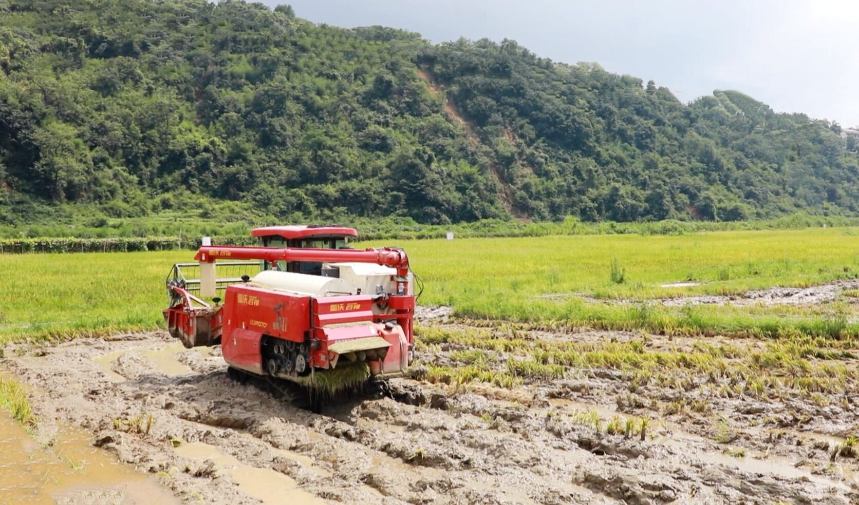 从“烫手山芋”到“沃土养料”  冷水江秸秆综合利用显成效