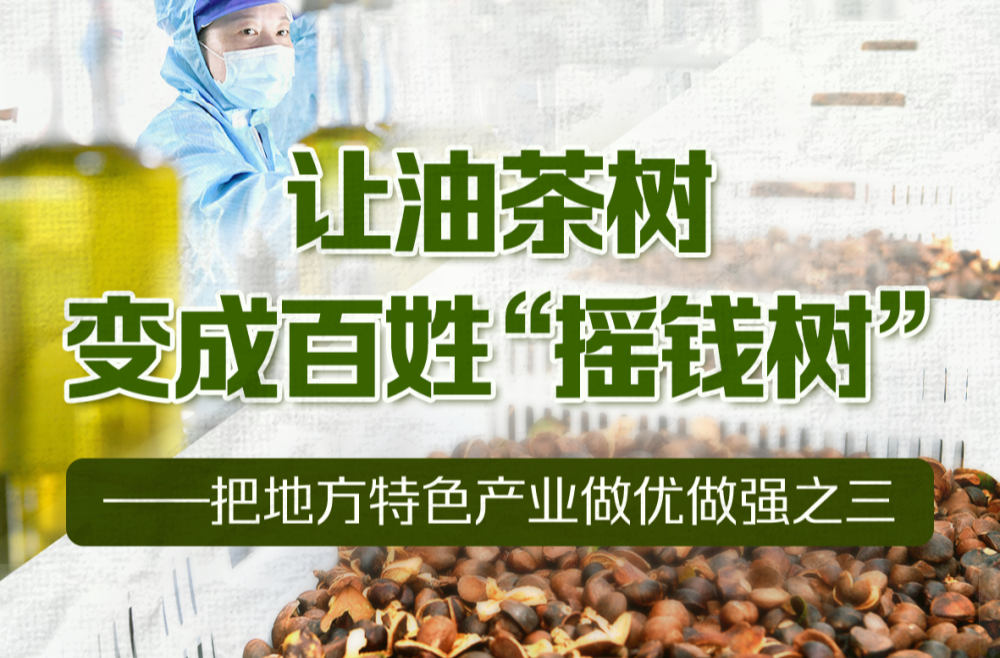 习近平总书记关切事｜让油茶树变成百姓“摇钱树”——把地方特色产业做优做强之三