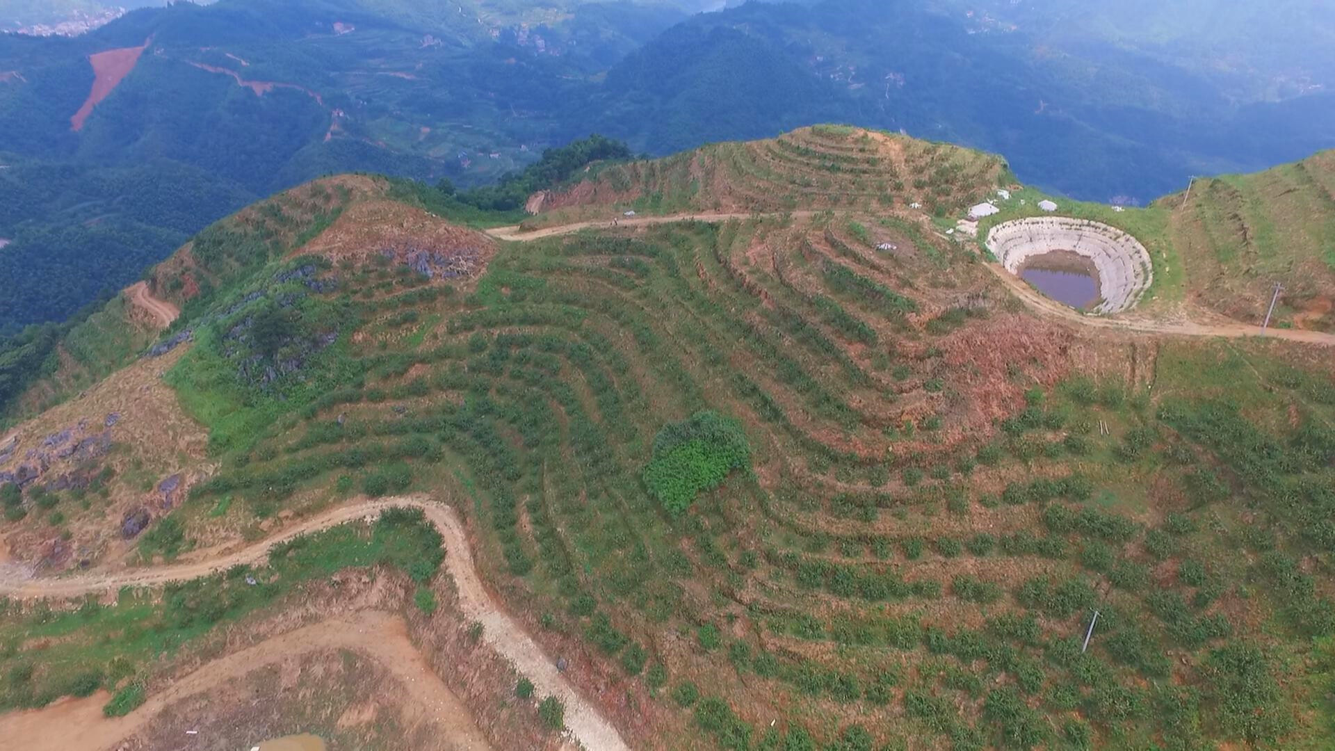 瓜果飄香 | 三尖鎮光明村：黃桃搶鮮好豐景 甜蜜產業促振興
