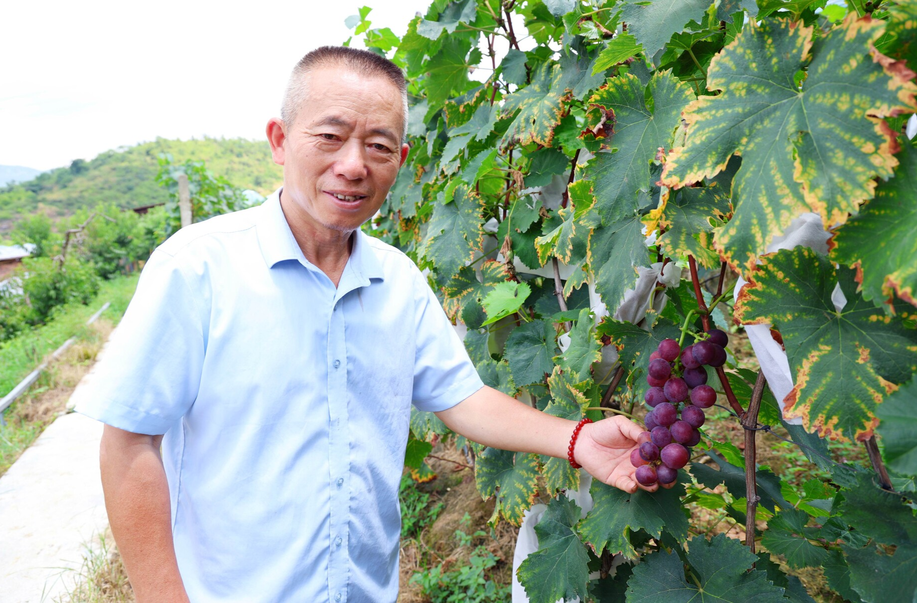 瓜果飄香 冷水江：小葡萄串起“甜蜜事業”
