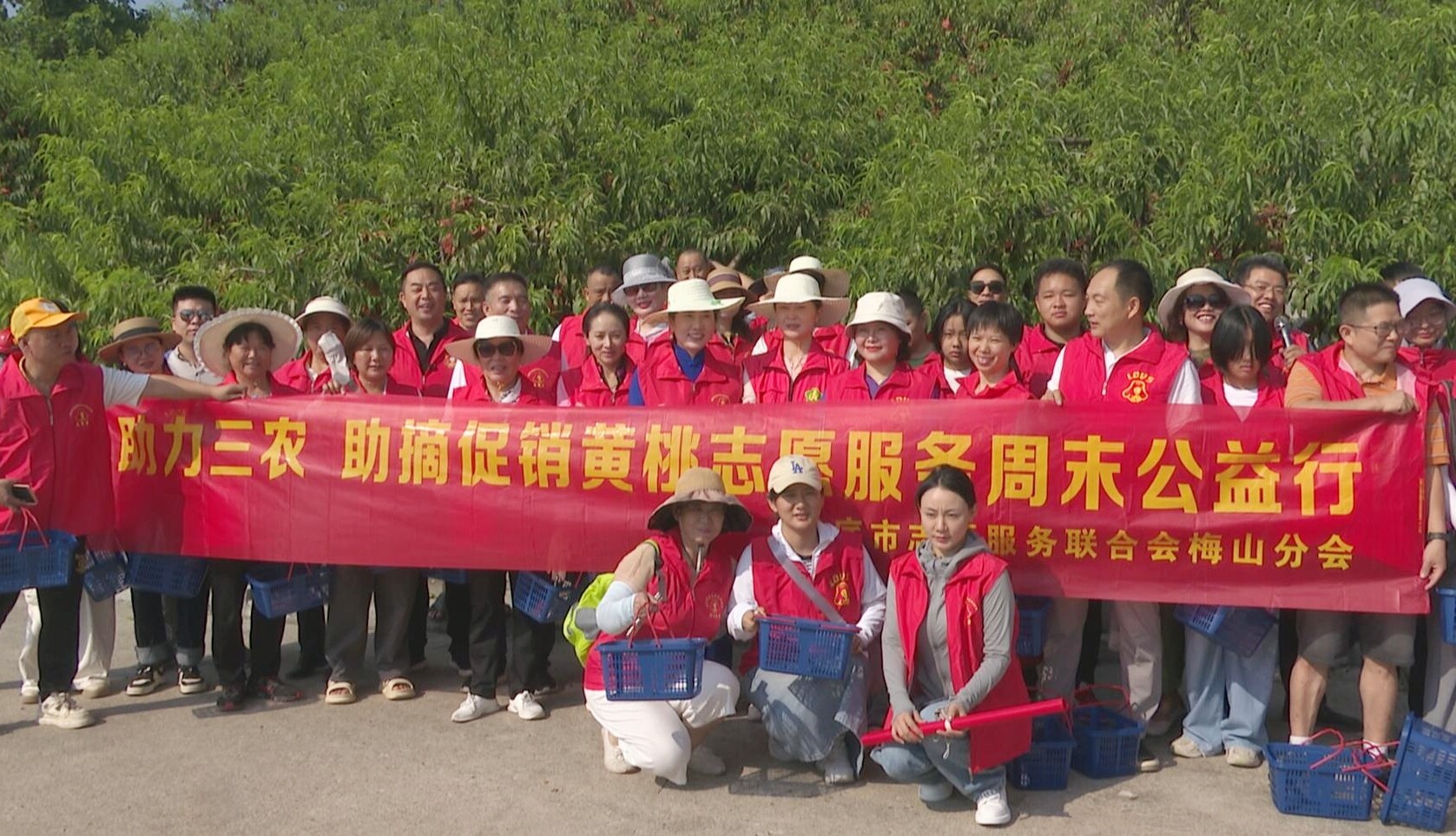 公益助农采摘黄桃 爱心认购助力乡村振兴