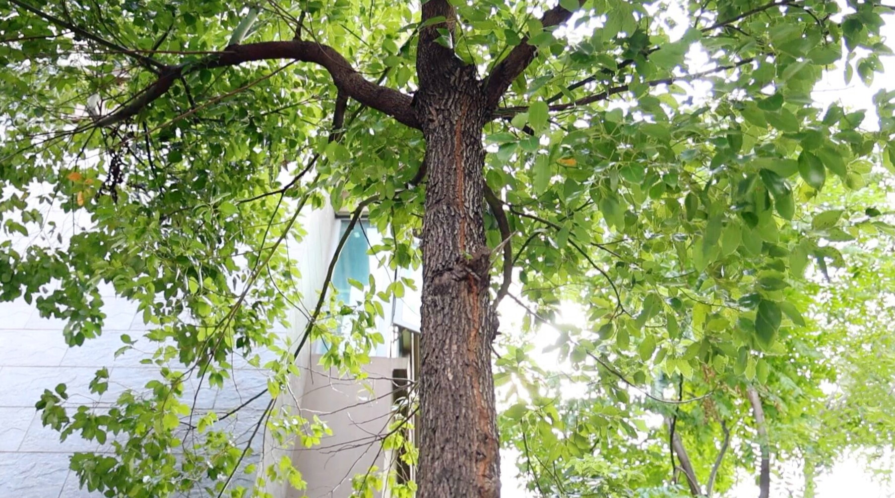 市住保中心：科学除蚁患 守护安居梦