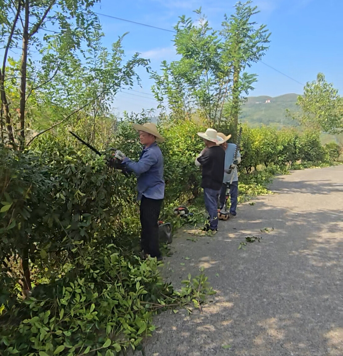 我为群众办实事|冷水江锡矿山街道：草木“焕新颜” 民心“添暖意”