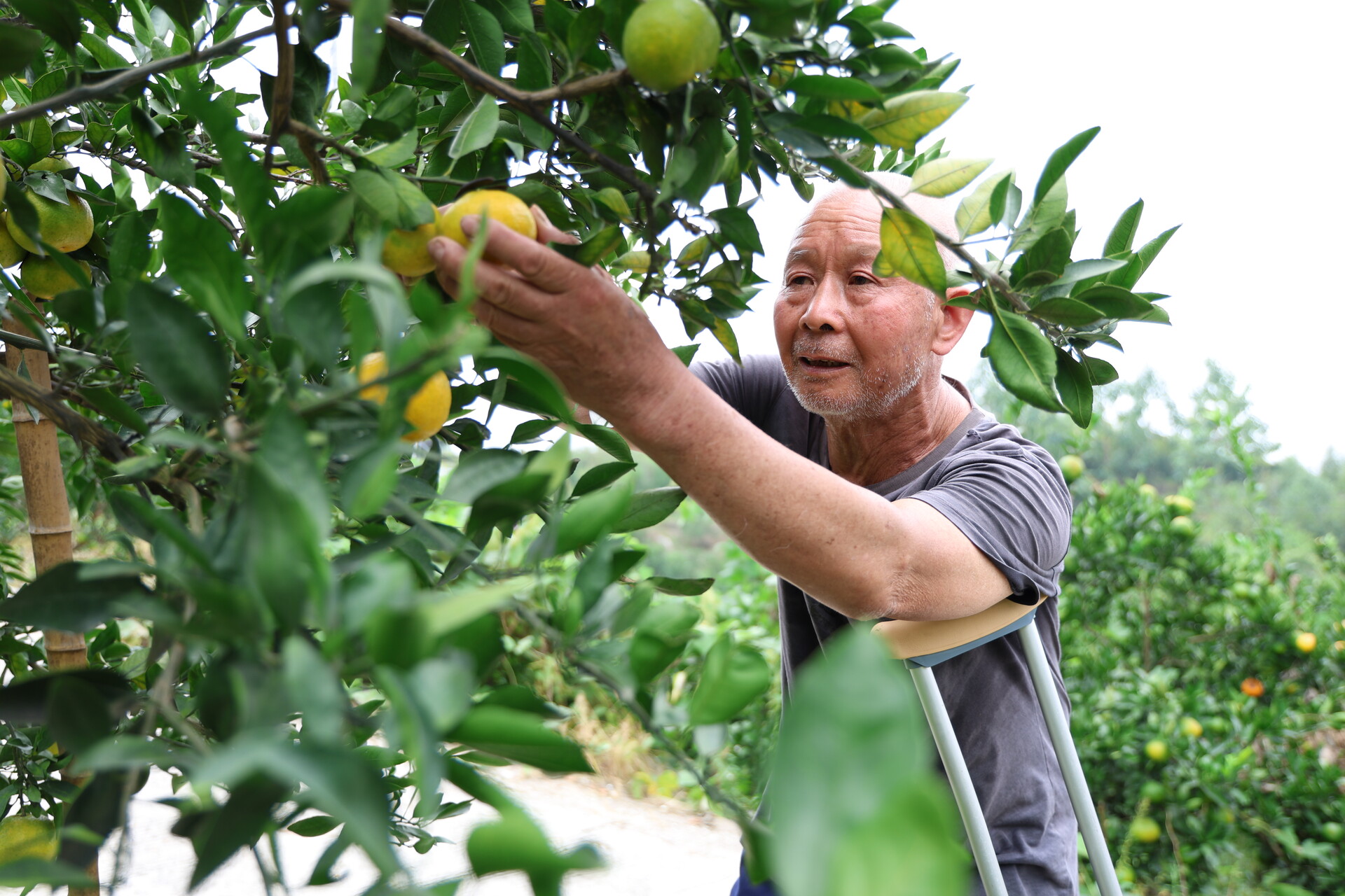 桔满枝头愁采摘 爱心助力解难题